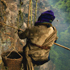 Honey Hunting